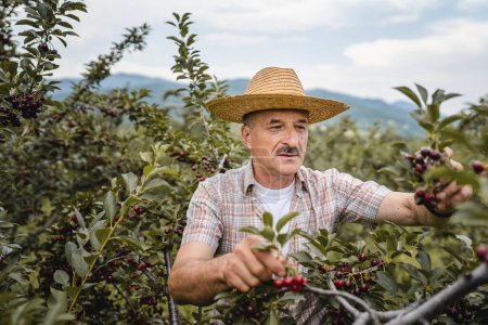 Foto de One man senior caucasian male farmer in the cherry orchard picking harvest ripe organic fruit in summer day wear straw hat real people authentic agricultural farming process copy space - Imagen libre de derechos