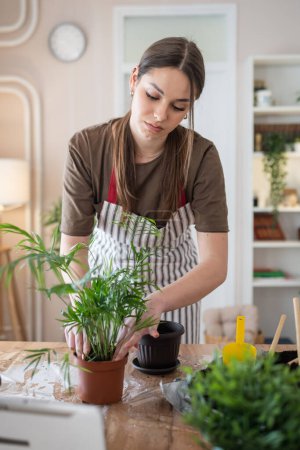 Foto de One Young woman caucasian female gardener or florist take care and cultivate domestic flowers plants at home gardening concept copy space - Imagen libre de derechos