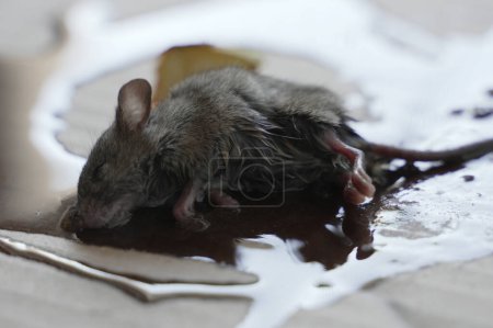 Photo for One mouse trapped in the glue mouse trap - Royalty Free Image