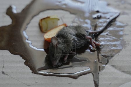 Foto de Un ratón atrapado en la trampa del ratón pegamento - Imagen libre de derechos