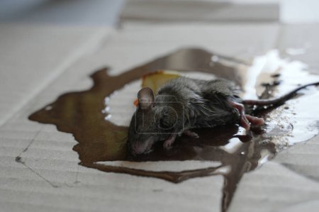 Photo for One mouse trapped in the glue mouse trap - Royalty Free Image