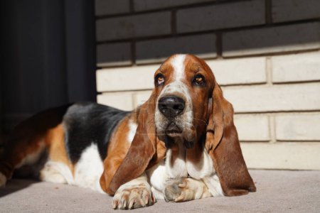 Photo for Basset hound dog purebreed dog animal - Royalty Free Image