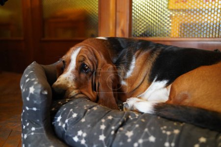 Photo for Basset hound dog purebreed dog animal - Royalty Free Image