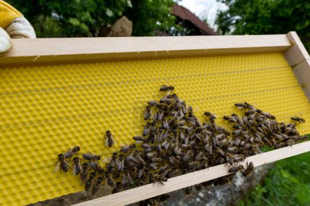 Foto de Apicultor sosteniendo nueva base de cera para los marcos de la colmena Dadant, abejas jóvenes construyendo concepto de apicultura - Imagen libre de derechos