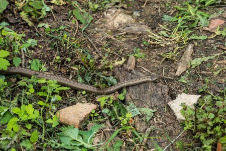 Foto de Serpiente suave deslizándose en el suelo en un patio rústico en un día de primavera - Imagen libre de derechos