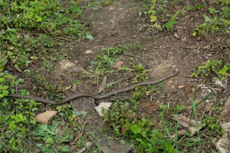 Foto de Una gran serpiente adulta y suave deslizándose en un desordenado patio rural en un día de primavera en el campo - Imagen libre de derechos