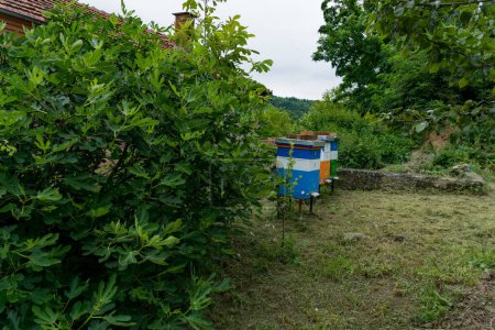 Téléchargez les photos : Un figuier et trois ruches avec des abeilles dans l'arrière-cour derrière une maison dans la zone rurale un jour d'été. L'herbe devant les ruches a été fauchée - en image libre de droit