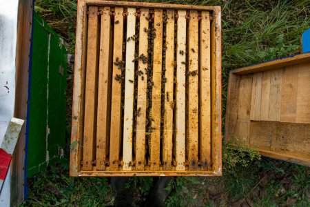 Blick von oben auf einen offenen Bienenkorb, in dem Bienen geordnet über die Rahmen gehen. Dies ist ein Dadant Blatt Bienenstock an einem sonnigen Herbsttag, Konzept der Imkerei