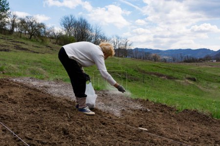 Mujer esparce manualmente cenizas de madera en surcos en un campo para combatir plagas y enriquecer el suelo con minerales, mostrando prácticas de agricultura orgánica en un día de primavera en la naturaleza