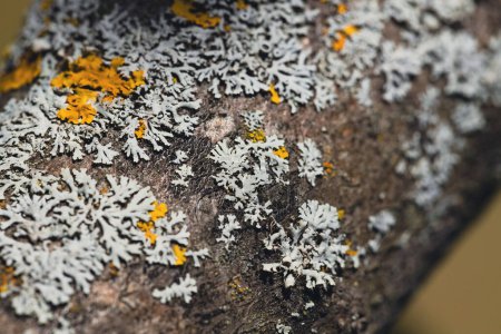 Tree trunk with lichen. High quality photo
