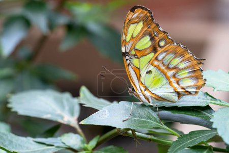 Photo for The malachite (Siproeta stelenes), close-up of the butterfly - Royalty Free Image