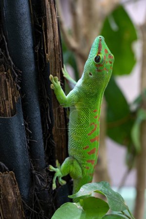 Foto de Imagen de cerca del gecko gigante de Madagascar (Phelsuma madagascariensis) - Imagen libre de derechos