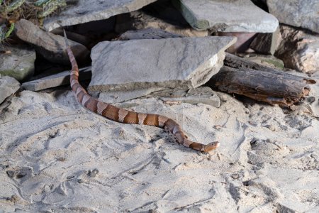 Photo for Close up image of Copperhead (Agkistrodon contortrix) - Royalty Free Image