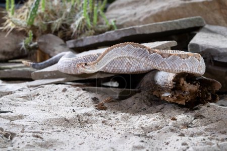 Foto de Imagen de cerca de la serpiente de cascabel tropical (Crotalus durissus) - Imagen libre de derechos