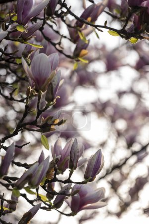 Téléchargez les photos : Magnolia fleurs au printemps - en image libre de droit