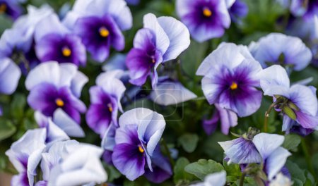 Téléchargez les photos : Fleurs panachées, couleur violette - en image libre de droit