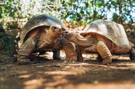 Téléchargez les photos : Couple of Aldabra giant tortoises endemic species - one of the largest tortoises in the world in zoo Nature park on Mauritius island. Huge reptiles portrait. Exotic animals, love and traveling concept - en image libre de droit