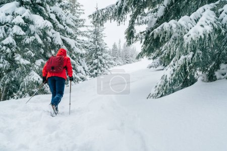 Lonely female trekker dressed red jacket with trekking poles walking by snowy slope with fir-trees covered snow in Low Tatra mountains, Slovakia. Beauty in Nature and active people concept photo.