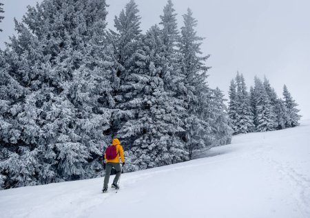 Foto de Solitario montañista vestido de chaqueta de cáscara blanda de color naranja brillante subiendo la colina nevada entre los abetos árboles. Imagen de concepto de personas activas en Velky Krivan, SLovakian Tatry. - Imagen libre de derechos