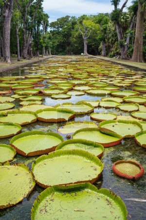 Riesige Seerosenblätter der Victoria Amazonica, die bis zu zwei Meter Durchmesser erreichen können, schwimmen auf dem Teich im Sir Seewoosagur Ramgoolam Botanical Garden Pamplemousses Park Port Louis, Mauritius Island.
