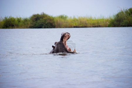 Téléchargez les photos : Hippopotame sauvage dans l'eau africaine - en image libre de droit