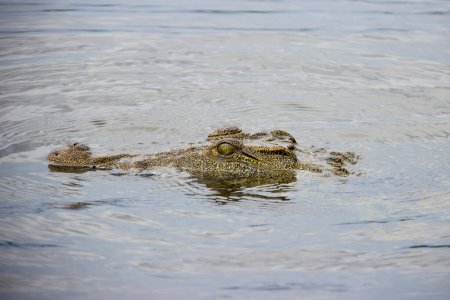 Téléchargez les photos : Crocodile sauvage dans l'eau africaine - en image libre de droit