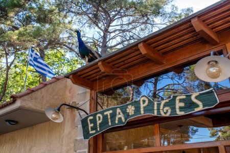 Téléchargez les photos : EPTA PIGES, GRÈCE - 5 JUILLET 2022 : paon et destination touristique Sept sources appelées Epta Piges dans l'île de Rhodes en Grèce - en image libre de droit