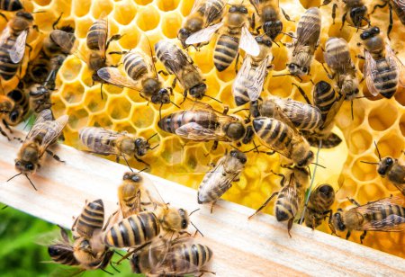 Foto de Reina de la abeja en la colmena - vista de cerca - Imagen libre de derechos