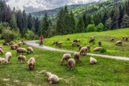 Foto de Mujer en bicicleta en un hermoso bosque natural a través de un rebaño de ovejas en el valle de Cutkovska en Eslovaquia - Imagen libre de derechos