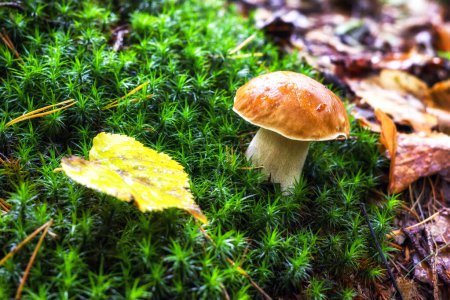 Photo for Fungus Boletus reticulatus in moss in the forest. - Royalty Free Image