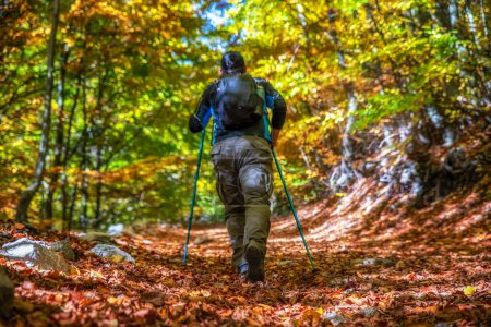 Hiker man walking on forest path between colorful autumn trees.
