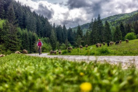 Foto de Mujer en bicicleta en un hermoso bosque natural a través de un rebaño de ovejas en el valle de Cutkovska en Eslovaquia - Imagen libre de derechos