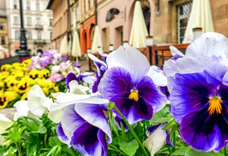 Photo for Blooming violet flowers in pot at city Krakow, Poland. - Royalty Free Image