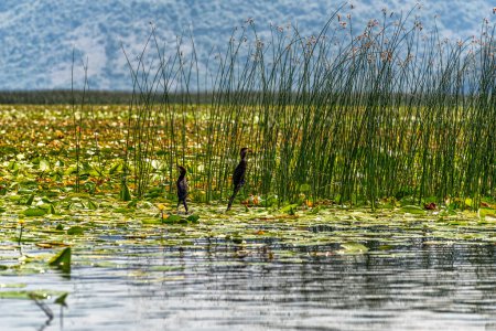 Aves en la orilla del lago Skadar en la frontera de Albania y Montenegro.