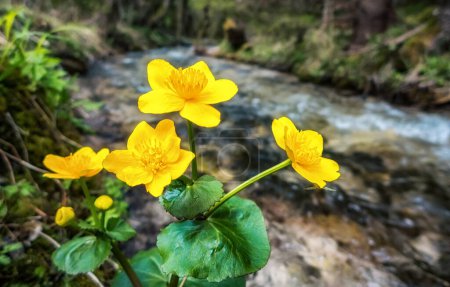 Yellow blooming flowers near forest stream in Great Fatra mountains in Sovakia