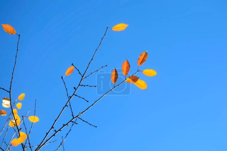 Foto de Hojas coloridas de otoño sobre fondo natural - Imagen libre de derechos