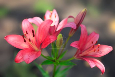 Photo for Pink lilies in spring garden - Royalty Free Image