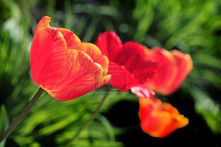 Photo for Colorful spring plants on nature background - Royalty Free Image