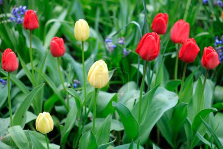 Photo for Colorful tulips in spring garden - Royalty Free Image