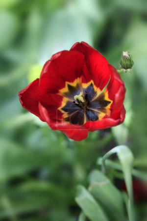 Photo for Colorful tulips on nature background - Royalty Free Image