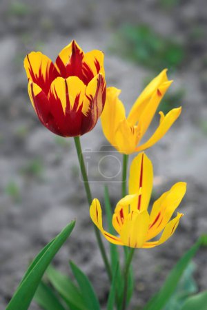 Photo for Colorful spring plants in garden - Royalty Free Image