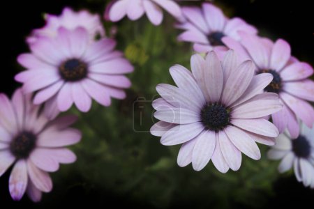 Photo for Colorful spring plants in garden - Royalty Free Image
