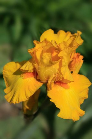 Photo for Colorful iris in summer garden - Royalty Free Image