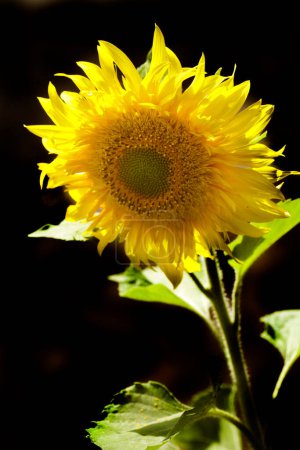 Photo for Yellow sunflower in summer garden - Royalty Free Image