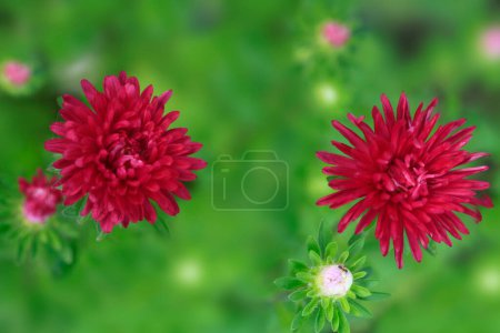 Photo for Colorful summer plants in garden - Royalty Free Image