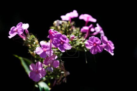 Photo for Colorful flowers in summer garden - Royalty Free Image