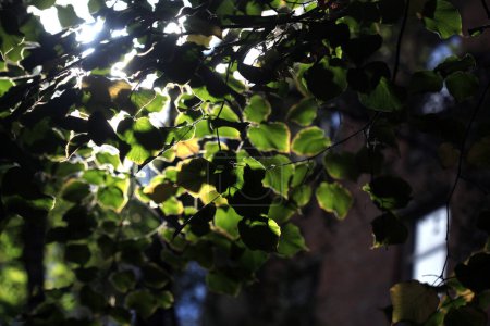 Photo for Sunlight through the leaves in the yard - Royalty Free Image