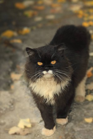 Photo for Portrait of cute fluffy street cat - Royalty Free Image