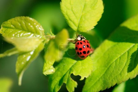 Photo for Red ladybug on green leaf - Royalty Free Image