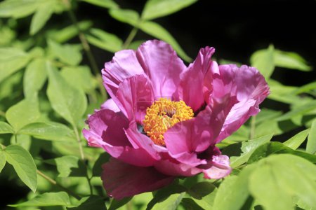 Photo for Beautiful pink peony in spring garden - Royalty Free Image